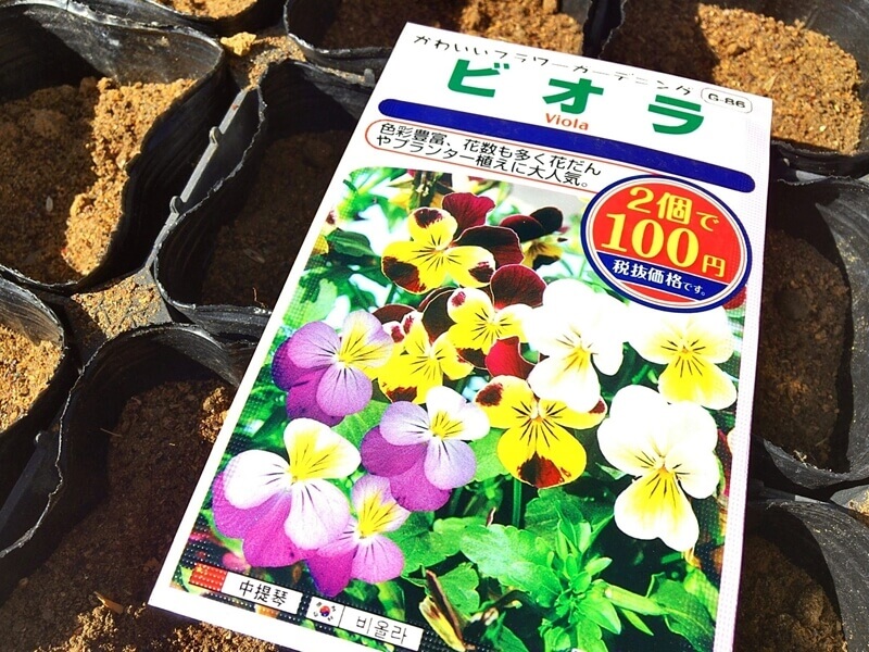 100均の種でお花を育てよう ビオラ編 サンシキスミレ Sanshikisumire